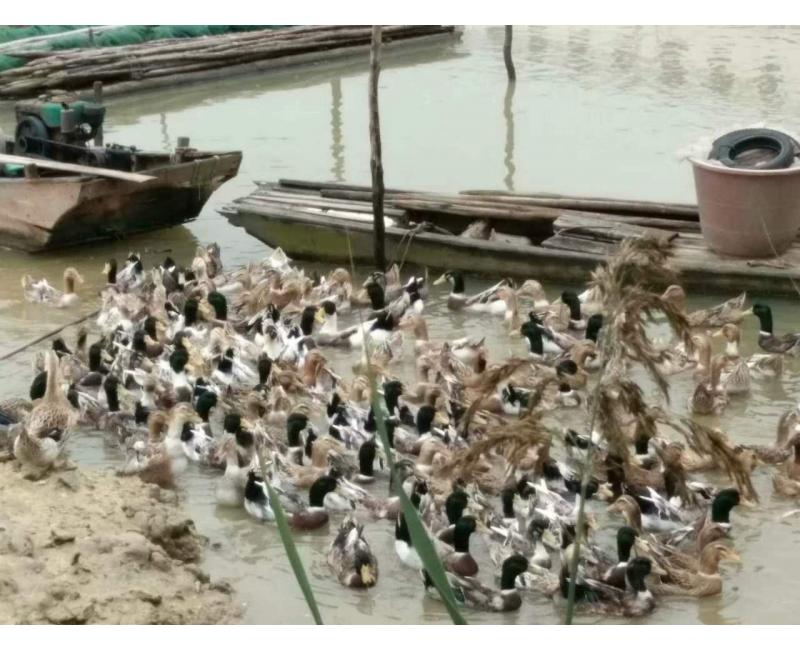 純放養(yǎng)青頭鴨、三那土雞、鳳尾菇 原生態(tài)產(chǎn)品